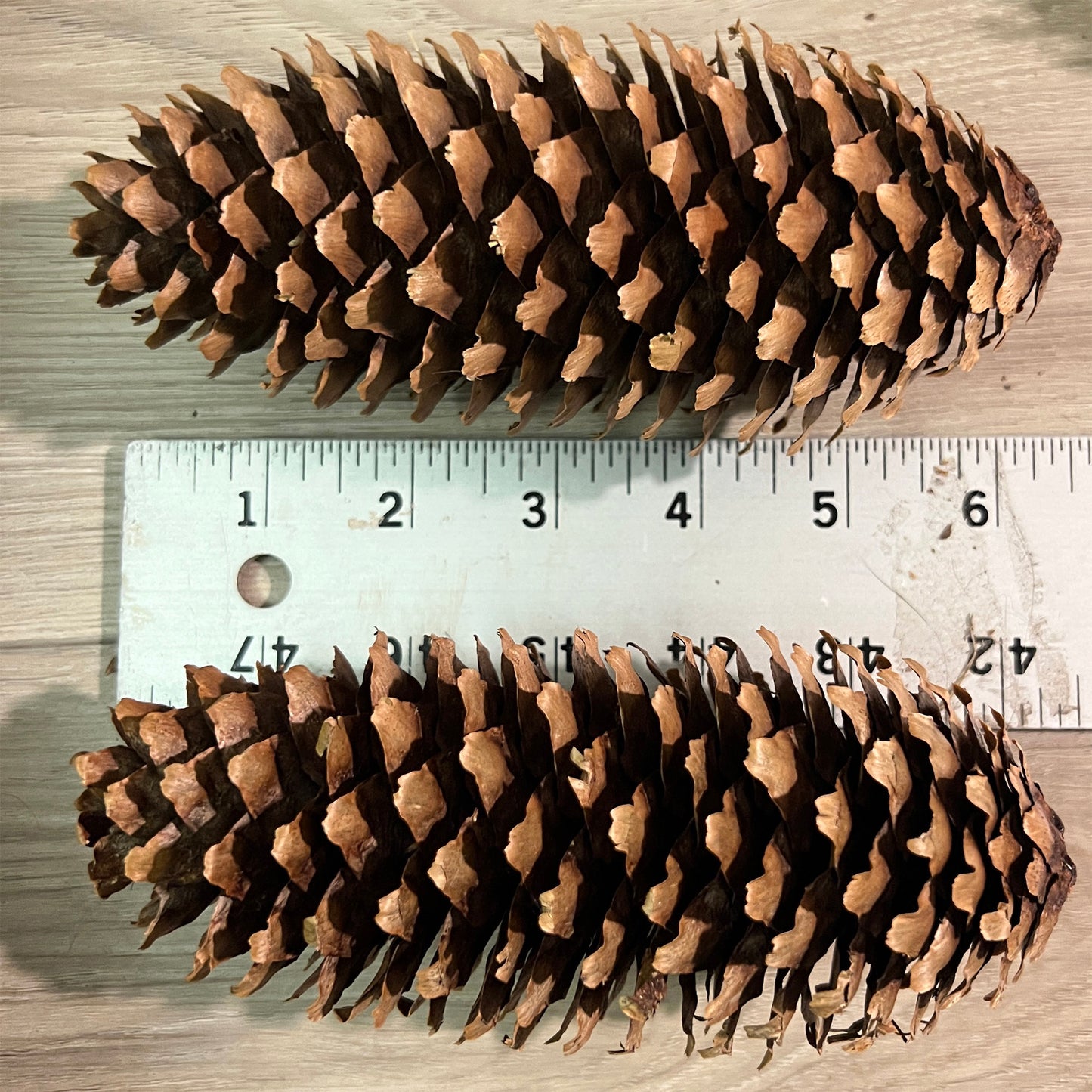 Two large pine cones on a wooden surface with a ruler for scale.