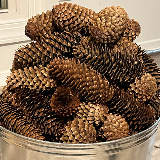 Pine cones in a metal bucket on a neutral background