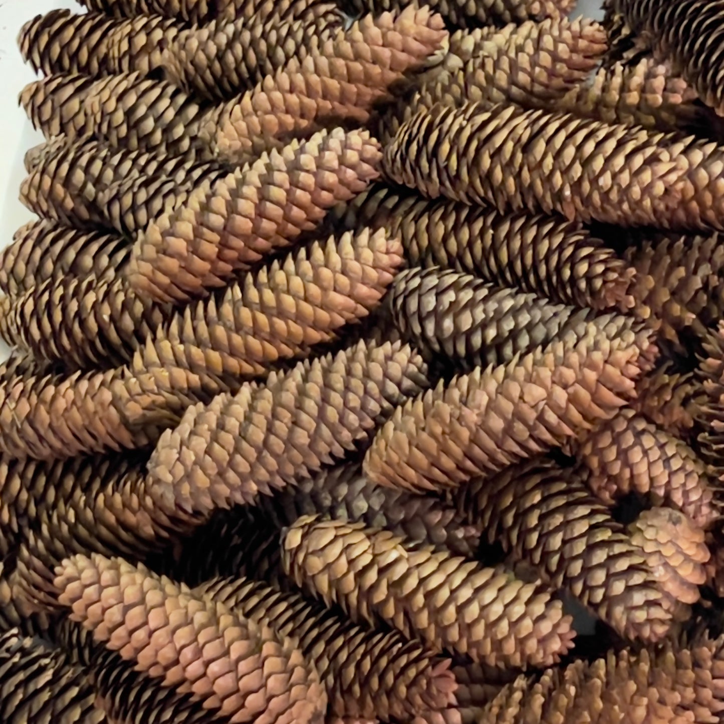Close-up of a pile of pine cones with a white background