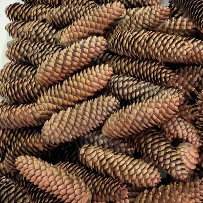 Close-up of a pile of pine cones with a white background