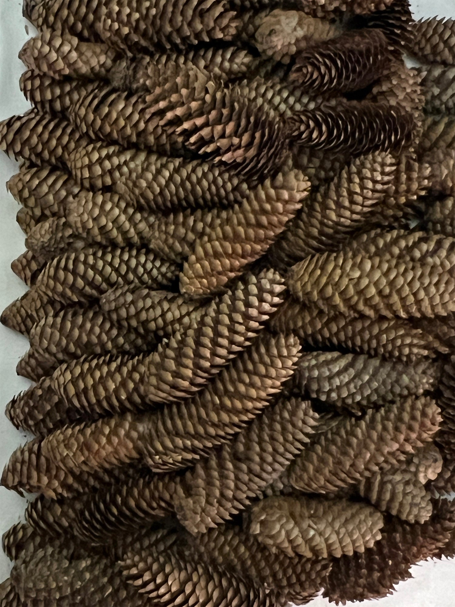 Close-up of  brown pinecones on a white background