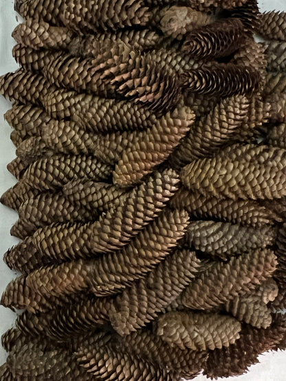 Close-up of  brown pinecones on a white background