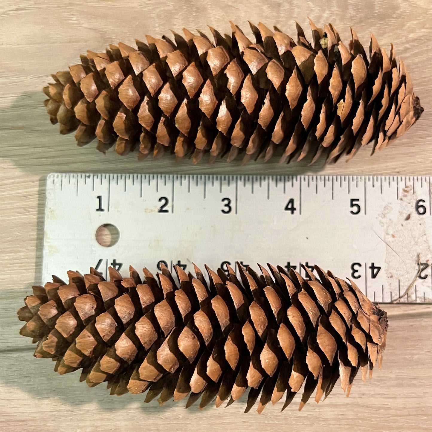 70 Ohio Pinecones - 5" to 6" for Crafts, Holiday Decoration, Table Decor
