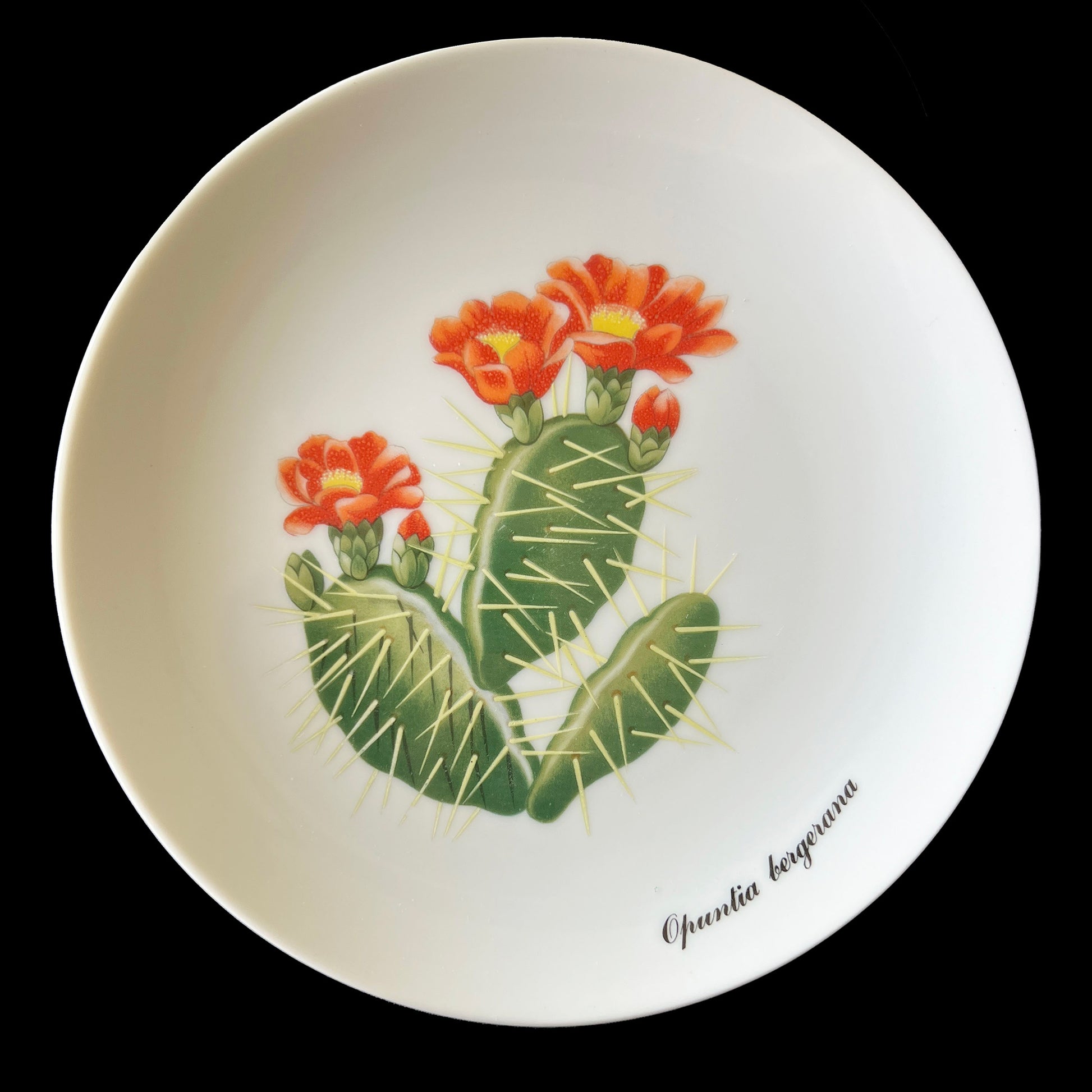 Desert-Flower-Cactus-Plates-by-Shafford.-Red-Flower-2.-Shop-eBargainsAndDeals.com