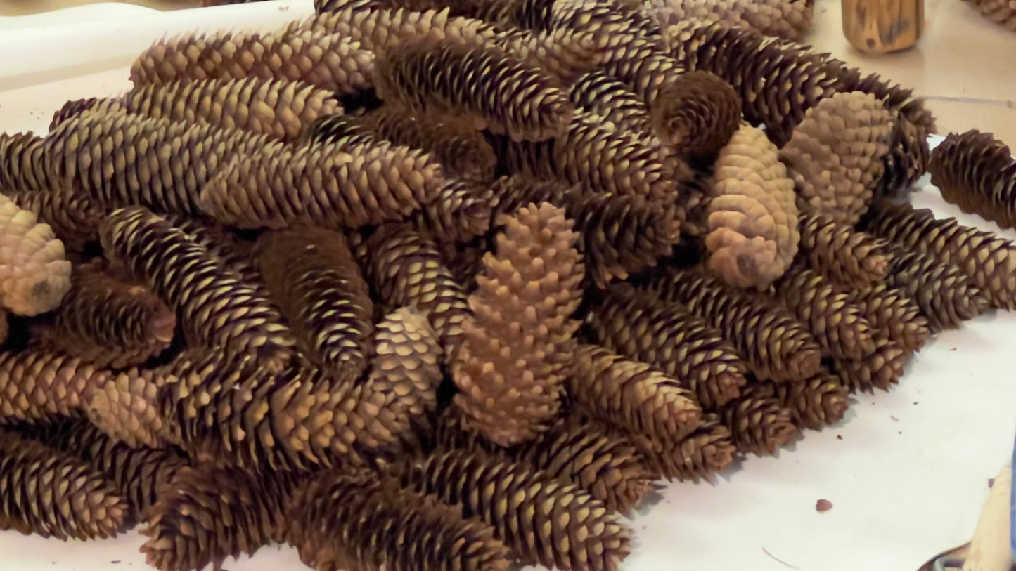 100 Pinecones - 6-inch - from Ohio for Crafts, Holiday Decor, Table Decoration