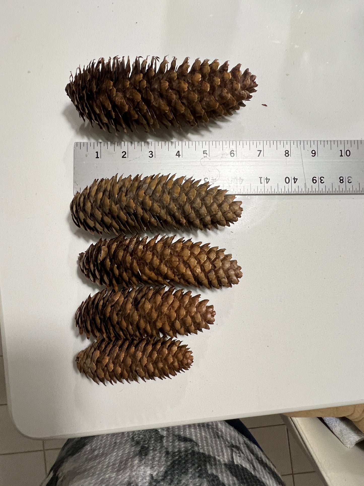 Pinecones Sizes